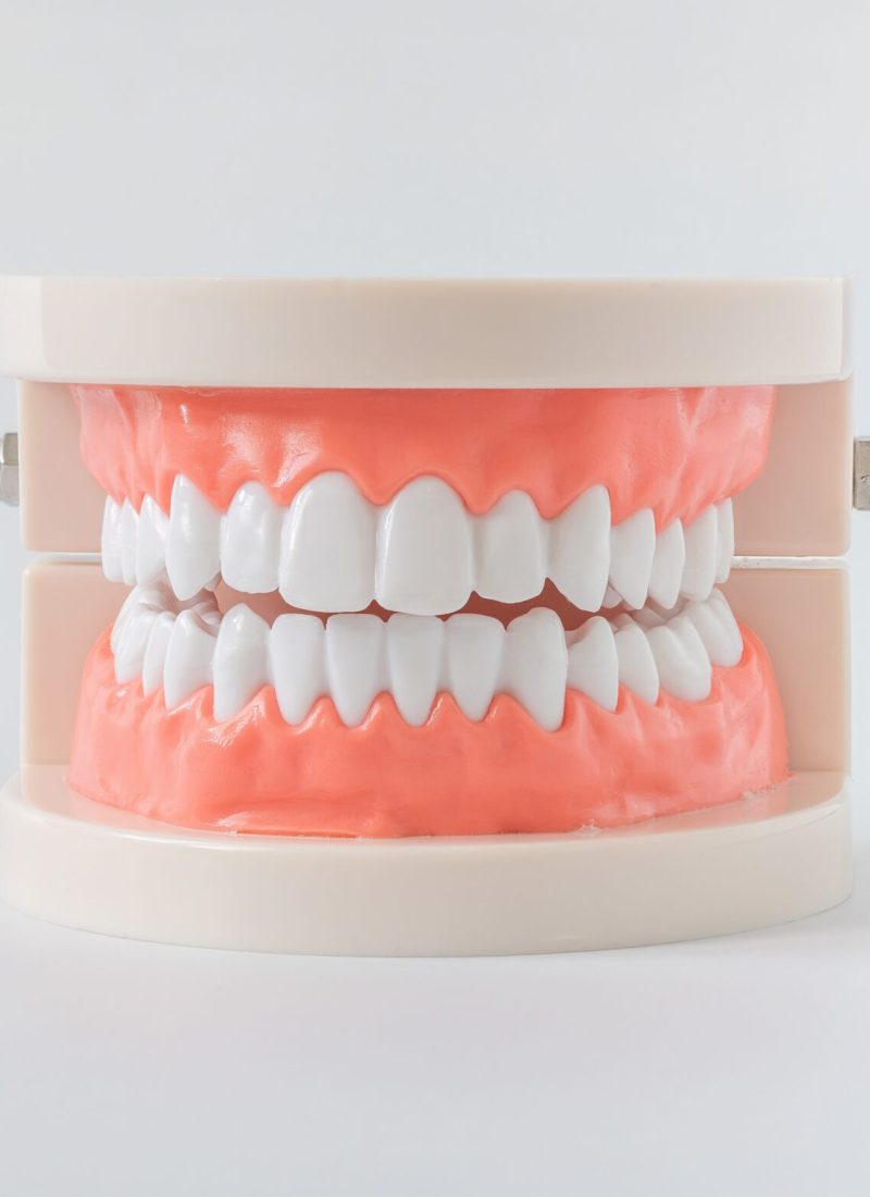 Close up mouth model with white teeth. dental health care concept.